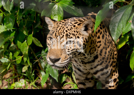 Belize, Bezirk von Belize City, Belize City, Belize City Zoo. Jaguar (Captive) im Dschungel Gehäuse. Stockfoto