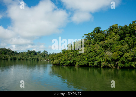 Guatemala, Abteilung von Izabal, in der Nähe der Stadt Livingston, Rio Dulce (Süßwasser) Fluss. Blick auf den Dschungel Fluss. Stockfoto