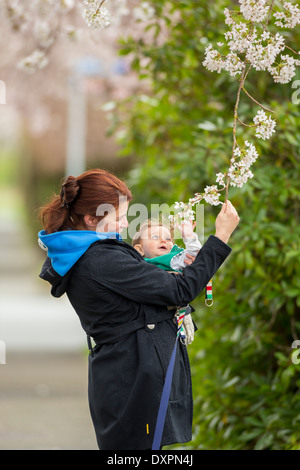 Junge Mutter zeigt Kirschblüten in voller Frühjahrsblüte, ihr neugeborenes Kind-Victoria, British Columbia, Kanada. Stockfoto