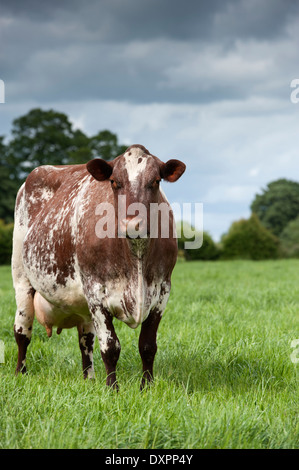 Molkerei Shorthorn-Rinder auf der Weide. Cumbria, UK. Stockfoto