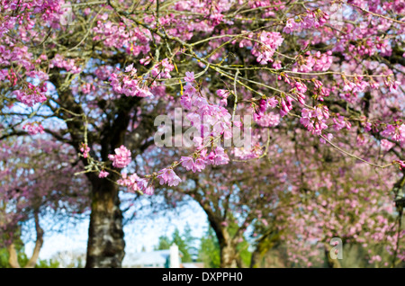 Schöne rosa Kirschblüten beginnen zu öffnen.  Sakura Bäume im Park im Frühjahr in Greater Vancouver, Kanada. Stockfoto