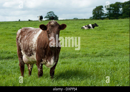 Molkerei Shorthorn-Rinder auf der Weide. Cumbria, UK. Stockfoto