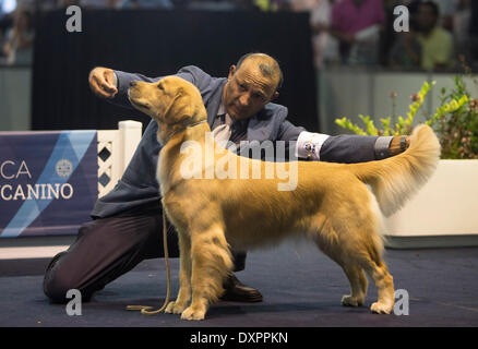 Buenos Aires, Argentinien. 28. März 2014. Ein Trainer und sein Hund nehmen Teil an der "Our Dogs"-Ausstellung in Buenos Aires, der Hauptstadt von Argentinien, am 28. März 2014. Bildnachweis: Martin Zabala/Xinhua/Alamy Live-Nachrichten Stockfoto