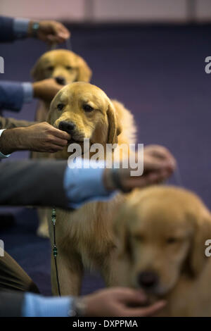 Buenos Aires, Argentinien. 28. März 2014. Trainer füttern ihre Hunde während der "Our Dogs"-Ausstellung in Buenos Aires, der Hauptstadt von Argentinien, am 28. März 2014. Bildnachweis: Martin Zabala/Xinhua/Alamy Live-Nachrichten Stockfoto