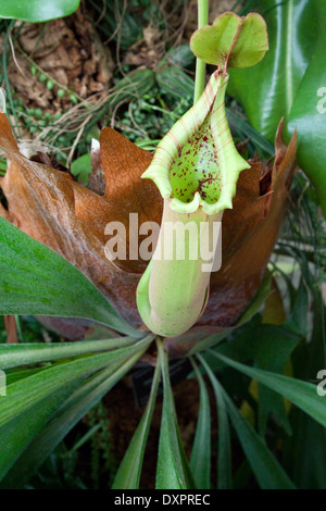 Schlauchpflanze, Sarracenia SP., eine insektenfressende Pflanze, die wächst in sumpfigen Gebieten Stockfoto