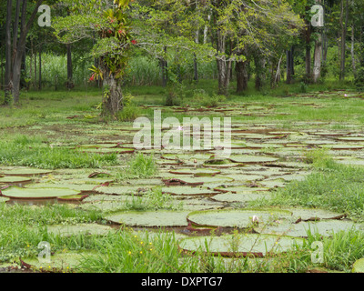 Riese Amazon Seerosen (Victoria Amazonica) im peruanischen Amazonas-Becken. Stockfoto