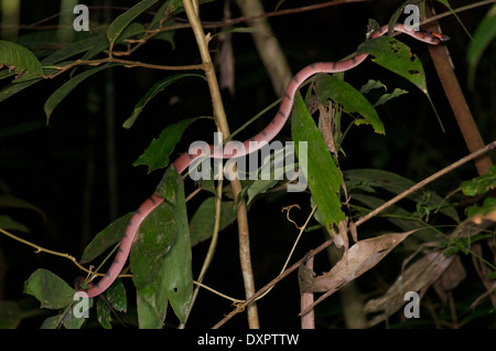 Eine rote Rebe Schlange (Siphlophis Compressus) ausgestreckt im Regenwald Laub in der Nacht im Amazonasbecken in Peru. Stockfoto