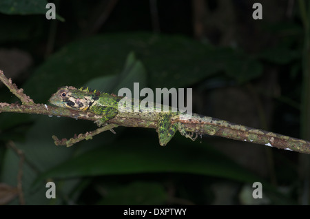 Eine Olive Tree Runner Eidechse (Plica Umbra Ochrocollaris) schlafen in der Nacht auf einem Zweig in das Amazonasbecken in Peru. Stockfoto