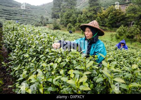 Huzhou, China Zhejiang Provinz. 29. März 2014. Ein Landwirt nimmt Teeblätter auf einer Teeplantage in Miaoxi Stadt Huzhou Stadt, Ost-China Zhejiang Provinz, 29. März 2014. © Xu Yu/Xinhua/Alamy Live-Nachrichten Stockfoto