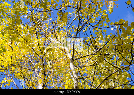 Herbstliche Bäume mit gelben Blättern in einem Wald oder park Stockfoto