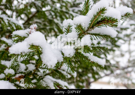 Nadelbaum, Fichte, Kiefer, Tanne, Weihnachtsbaum Äste mit Schnee bedeckt Stockfoto