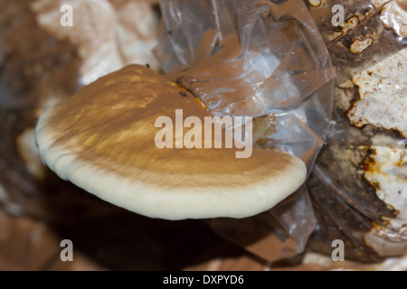 Lingzhi Pilz Stockfoto