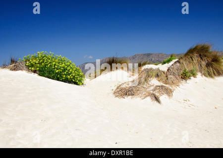 Elafonisi oder Elafonissi, "Deer Island" in griechischer Sprache, einer der die wunderschönen Strände von Kreta Stockfoto