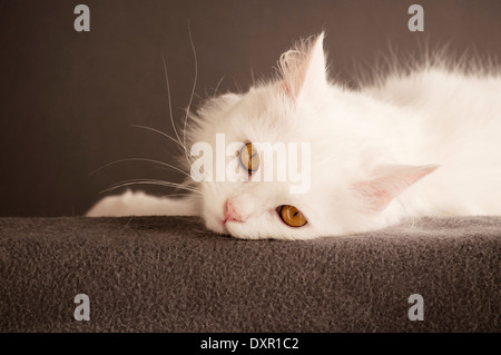 Weiße Katze Stockfoto