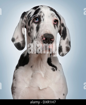 Deutsche Dogge Welpen, 6 Monate alt, vor blauem Hintergrund Stockfoto