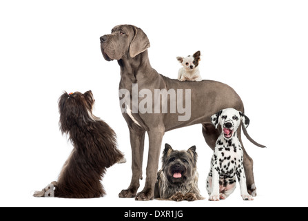 Gruppe von Hunden vor weißem Hintergrund Stockfoto