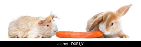 Kaninchen und Meerschweinchen Essen eine Karotte vor weißem Hintergrund Stockfoto
