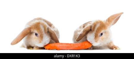 Zwei Satin Mini Lop Kaninchen essen eine Karotte vor weißem Hintergrund Stockfoto