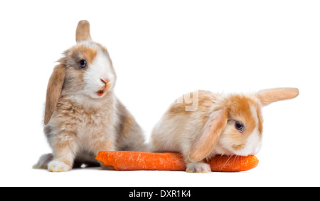 Zwei Satin Mini Lop Kaninchen essen eine Karotte vor weißem Hintergrund Stockfoto