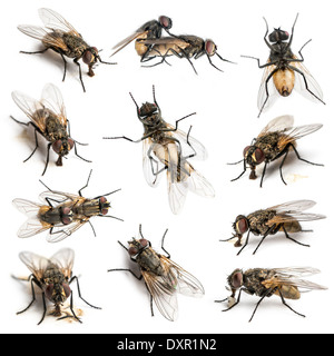Satz von 11 Stubenfliegen vor weißem Hintergrund Stockfoto