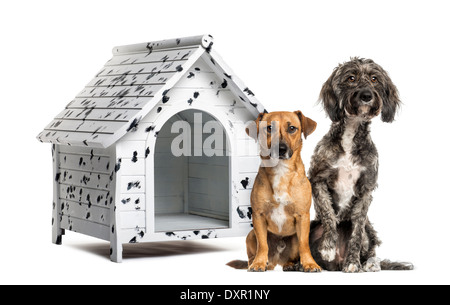 Brittany Briard kreuzen, Hund und Jack Russell zusammensitzen vor gefleckte Zwinger vor weißem Hintergrund Stockfoto