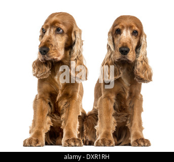 Zwei Englisch Cocker Spaniel sitzend vor weißem Hintergrund Stockfoto