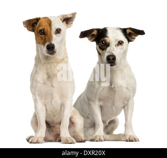 Zwei Jack Russell terrier sitzen und schaut in die Kamera vor weißem Hintergrund Stockfoto