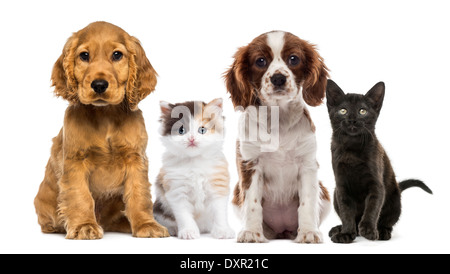 Gruppe von Katzen und Hunden vor weißem Hintergrund Stockfoto