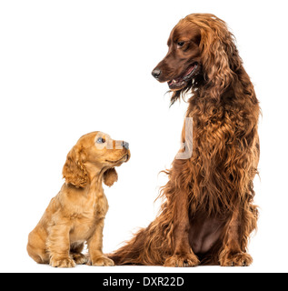 English Cocker Spaniel Welpen nach oben auf ein irischer Setter vor weißem Hintergrund Stockfoto