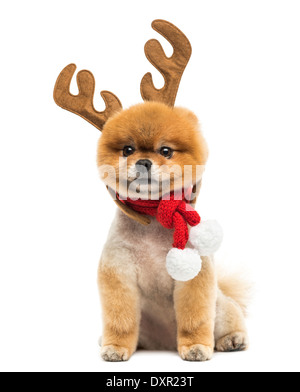 Präparierte Pommerschen Hund sitzen und tragen Rentier Geweih Stirnband und Schal Weihnachten vor weißem Hintergrund Stockfoto