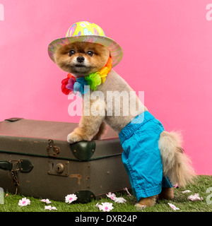 Präparierte Pommerschen Hund tragen Shorts, farbige Hut und Hawaiian Lei und stützte sich auf alten Koffer auf dem Rasen vor rosa Hintergrund Stockfoto