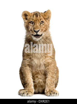 Lion Cub sitzen, lächelt und schaut in die Kamera vor weißem Hintergrund Stockfoto