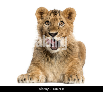 Lion Cub liegen und auf der Suche auf weißen Hintergrund Stockfoto