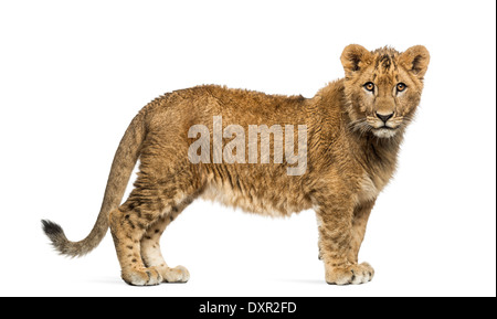 Lion Cub stehen und schaut in die Kamera vor weißem Hintergrund Stockfoto