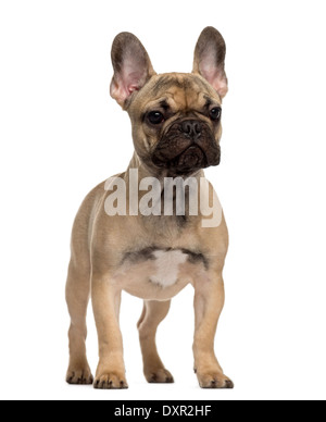 Französische Bulldogge Welpen stehen und wegsehen auf weißen Hintergrund Stockfoto