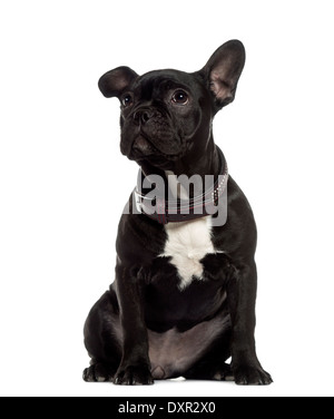 Französische Bulldogge sitzen und auf der Suche auf weißem Hintergrund Stockfoto