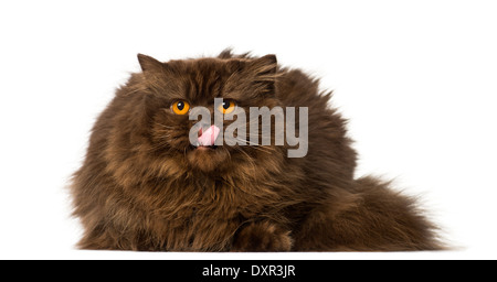 British Longhair liegend, weißer lecken und auf der Suche gegen Hintergrund Stockfoto