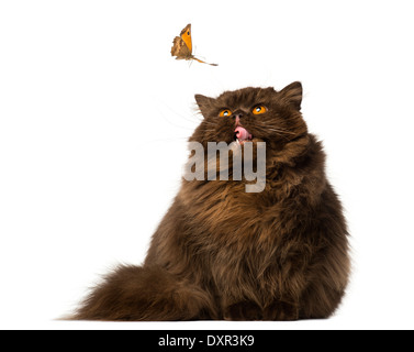 British Longhair Katze sitzen und schauen mit Neid auf einen Schmetterling auf weißen Hintergrund Stockfoto