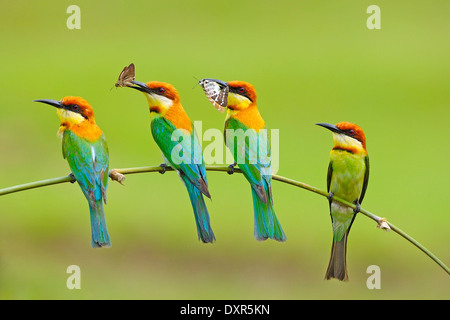 Vier in einem Zweig der Kastanie-headed Bienenfresser (Merops Leschenaulti) Stockfoto