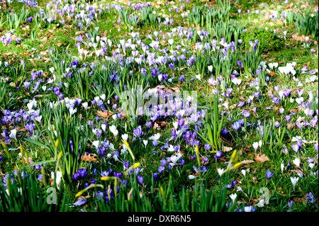 Lila und weißen Krokusblüten Stockfoto