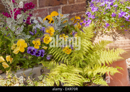 Blumen in Töpfen Stockfoto