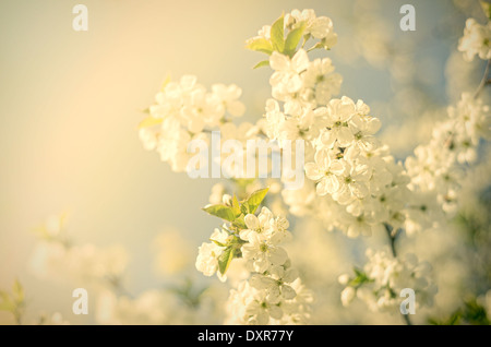 Vintage Blumen. Antike Stil Foto von Blüten mit Grunge alte Papiermuster Stockfoto