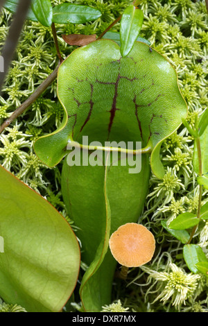 Nördlichen Schlauchpflanze, (Sarracenia Purpurea), North Springfield Moor, Vermont, Nahaufnahme Stockfoto
