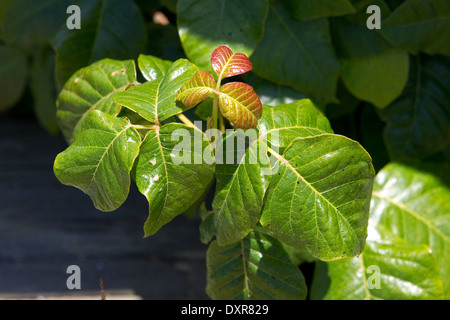 Pflanze der Poison Ivy, Toxicodendron Radicans, Giftefeu Stockfoto