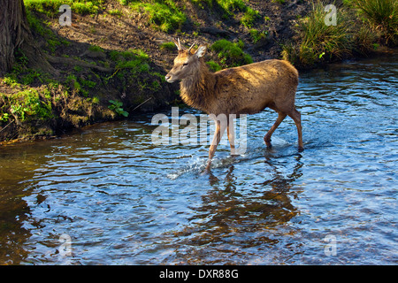 Eine wilde Wildwechsel Beverley Brook in Richmond Park. Stockfoto