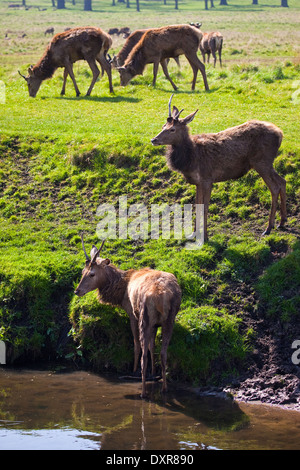 Reh im Londoner Richmond Park. Stockfoto