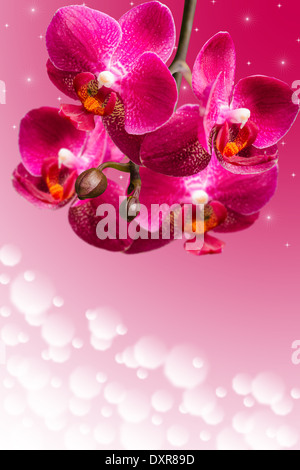 Dunkel lila Orchidee blüht auf unscharfen gradient Hintergrund mit textfreiraum Bereich Stockfoto