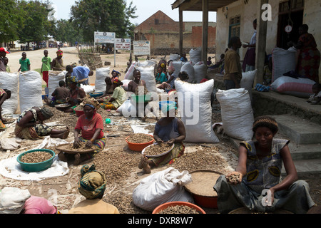 Frauen sortieren geernteten Erdnüsse in ein Landwirt Rutshuru, Provinz Nord-Kivu, Kongo, demokratische Republik Kongo, demokratische Republik Kongo, Afrika Stockfoto
