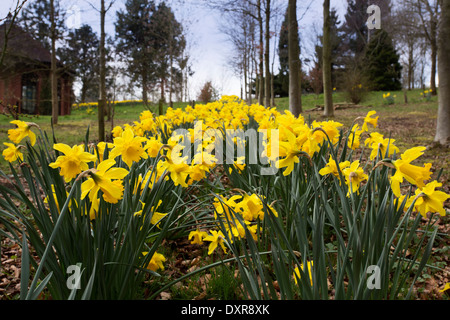 Narzissen in Worcestershire Parklandschaft Stockfoto