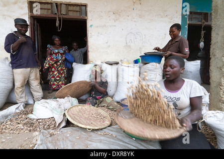 Frauen sortieren geernteten Erdnüsse in ein Landwirt Rutshuru, Provinz Nord-Kivu, Kongo, demokratische Republik Kongo, demokratische Republik Kongo, Afrika Stockfoto